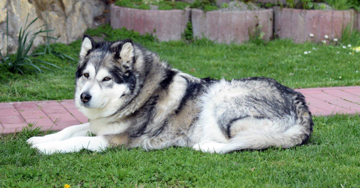 Pictures of Alaskan Malamute