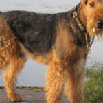 Pictures of Airedale Terrier