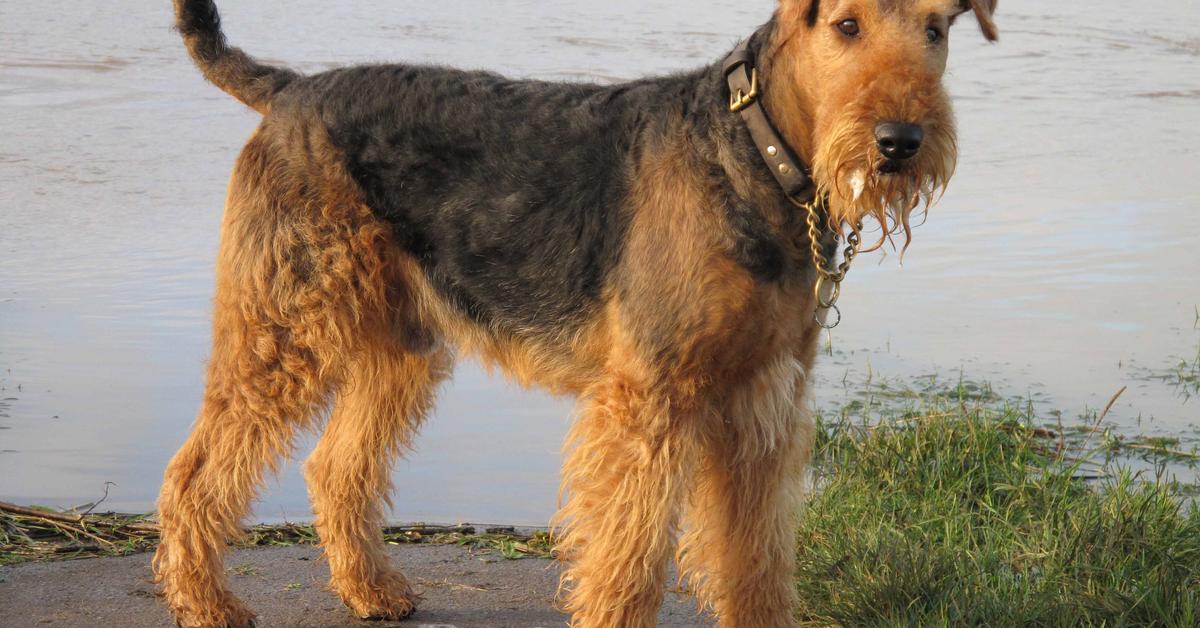 Pictures of Airedale Terrier