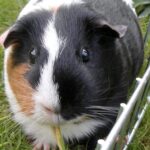 Pictures of Guinea Pig