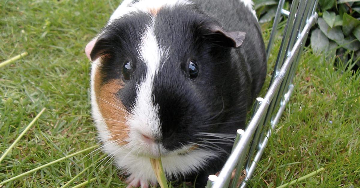 Pictures of Guinea Pig