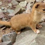 Pictures of Weasel