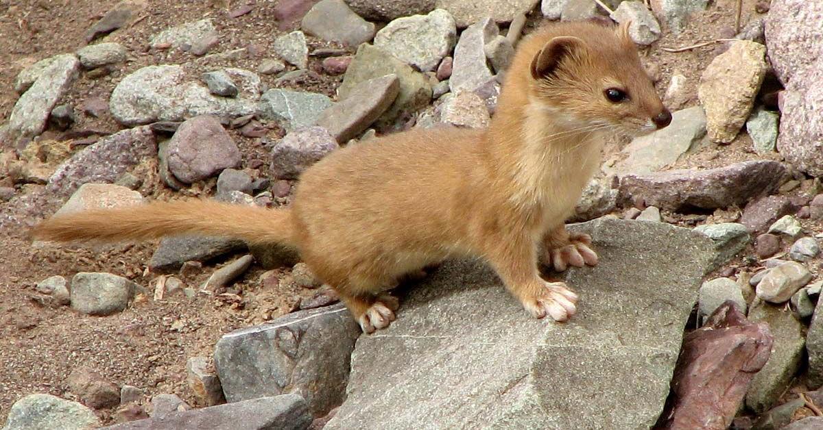 Pictures of Weasel