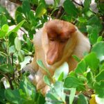 Pictures of Proboscis Monkey