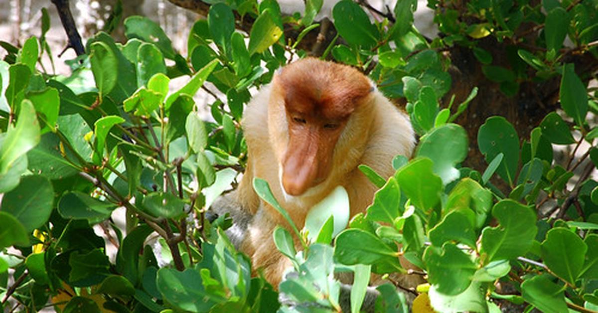 Pictures of Proboscis Monkey