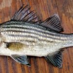 Pictures of Yellow Bass