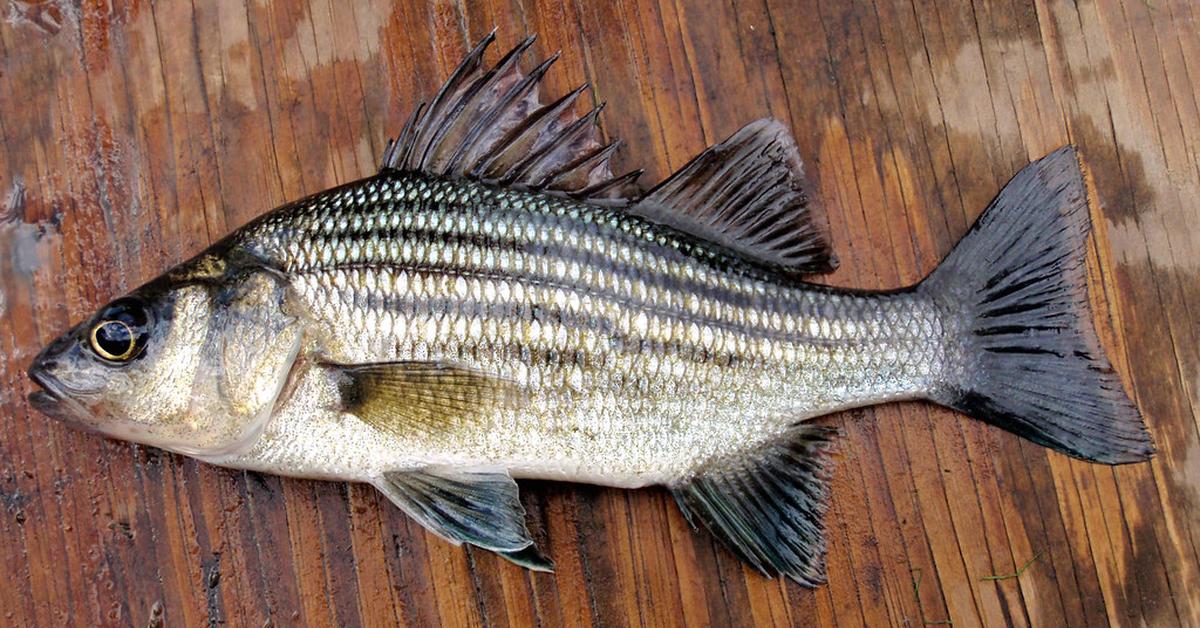 Pictures of Yellow Bass