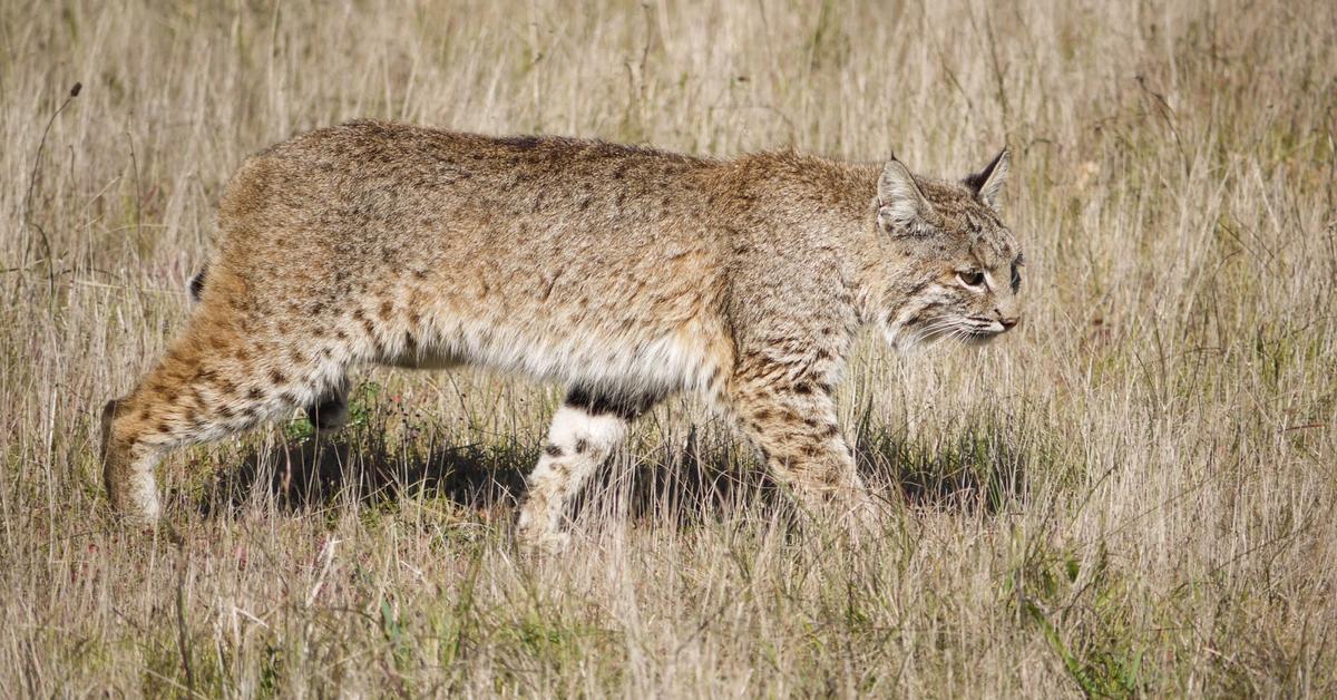 Pictures of Bobcat