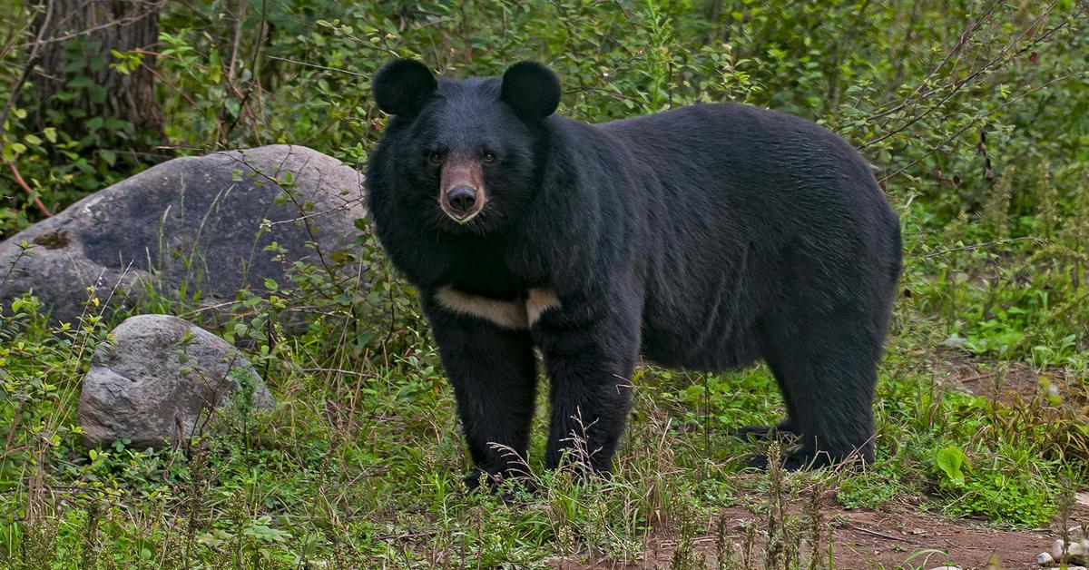 Pictures of Asiatic Black Bear