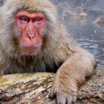 Pictures of Japanese Macaque