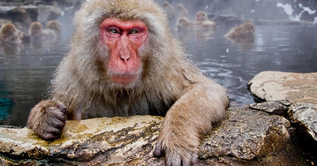 Pictures of Japanese Macaque