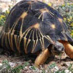 Pictures of Radiated Tortoise