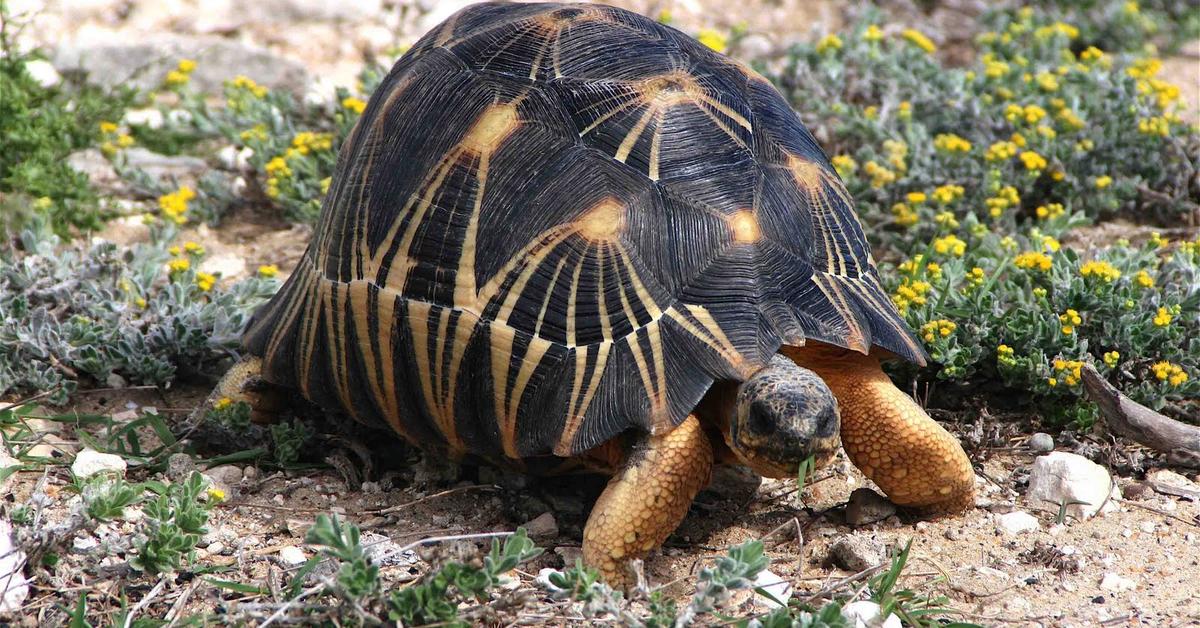 Pictures of Radiated Tortoise