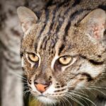 Pictures of Fishing Cat