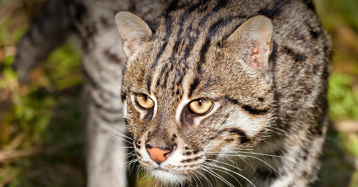 Pictures of Fishing Cat