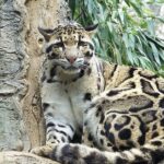 Pictures of Clouded Leopard