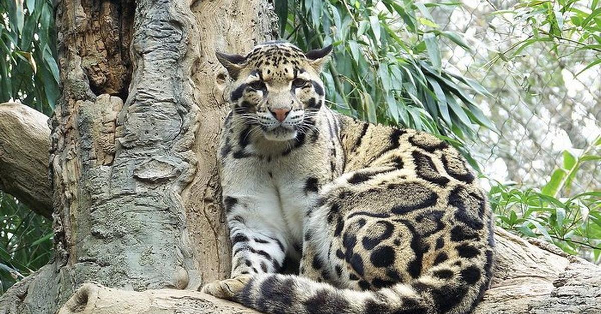 Pictures of Clouded Leopard