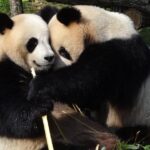 Pictures of Giant Panda Bear