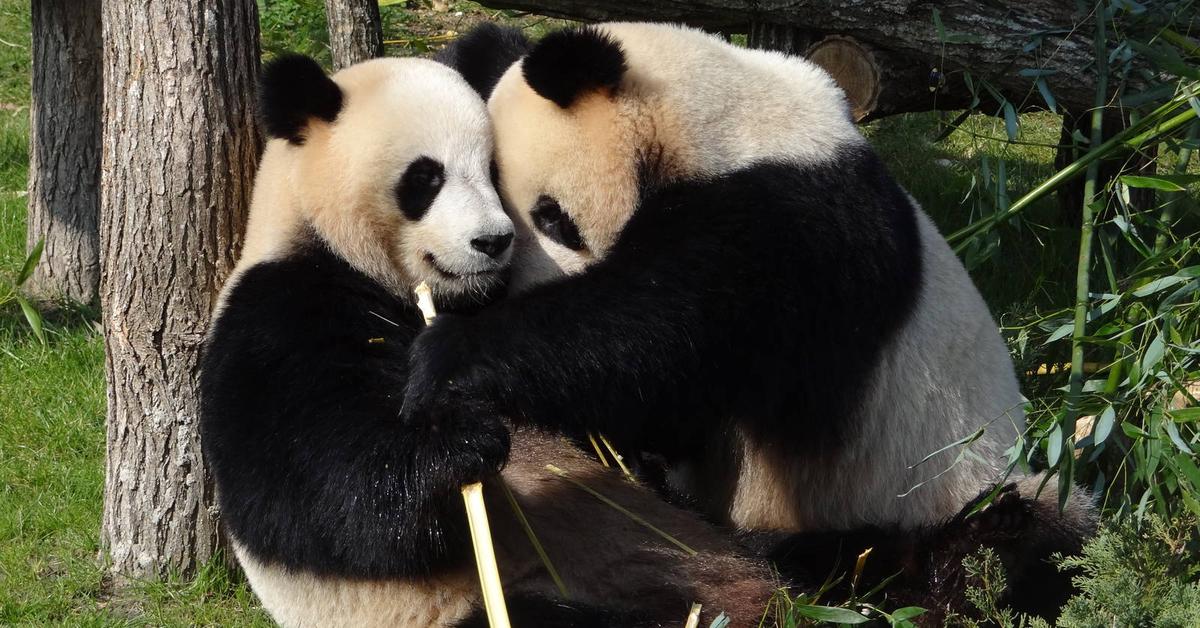 Pictures of Giant Panda Bear