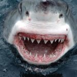 Pictures of Great White Shark