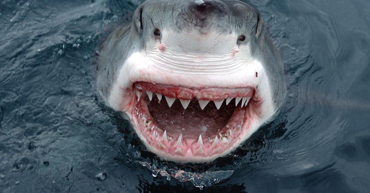 Pictures of Great White Shark