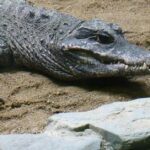 Pictures of Dwarf Crocodile