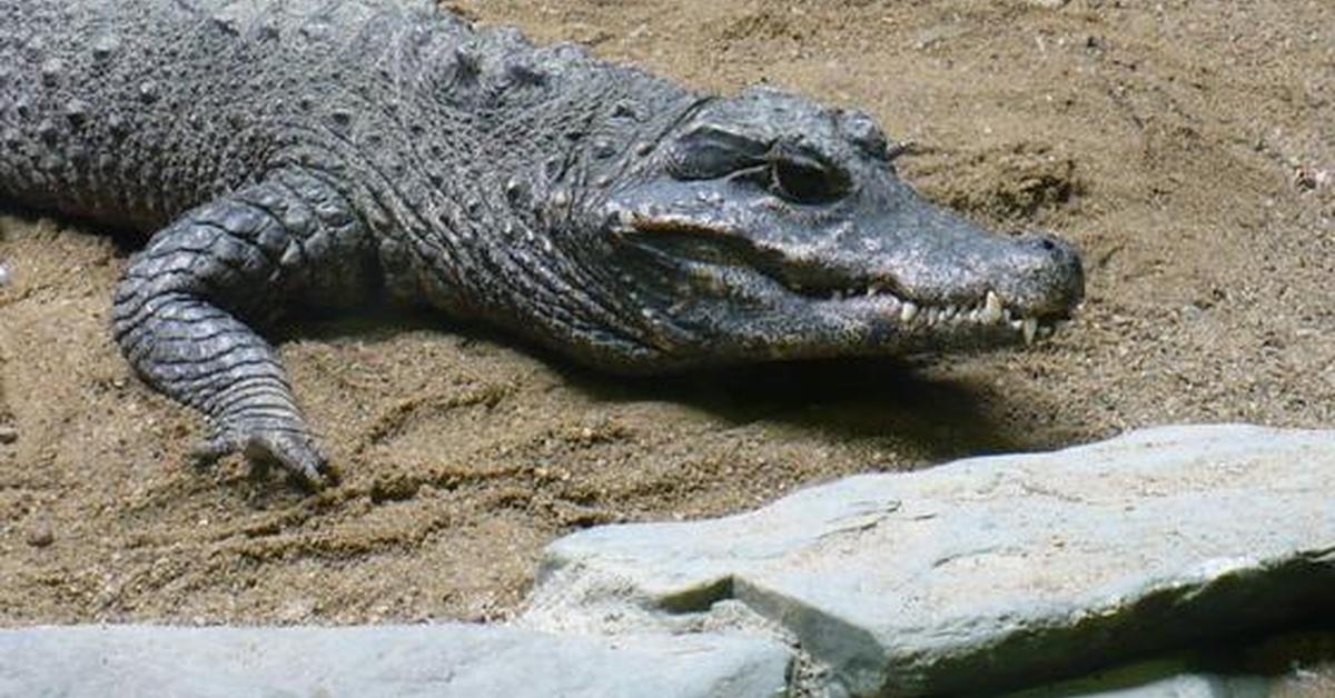 Pictures of Dwarf Crocodile