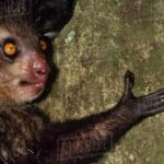 Pictures of Aye-Aye