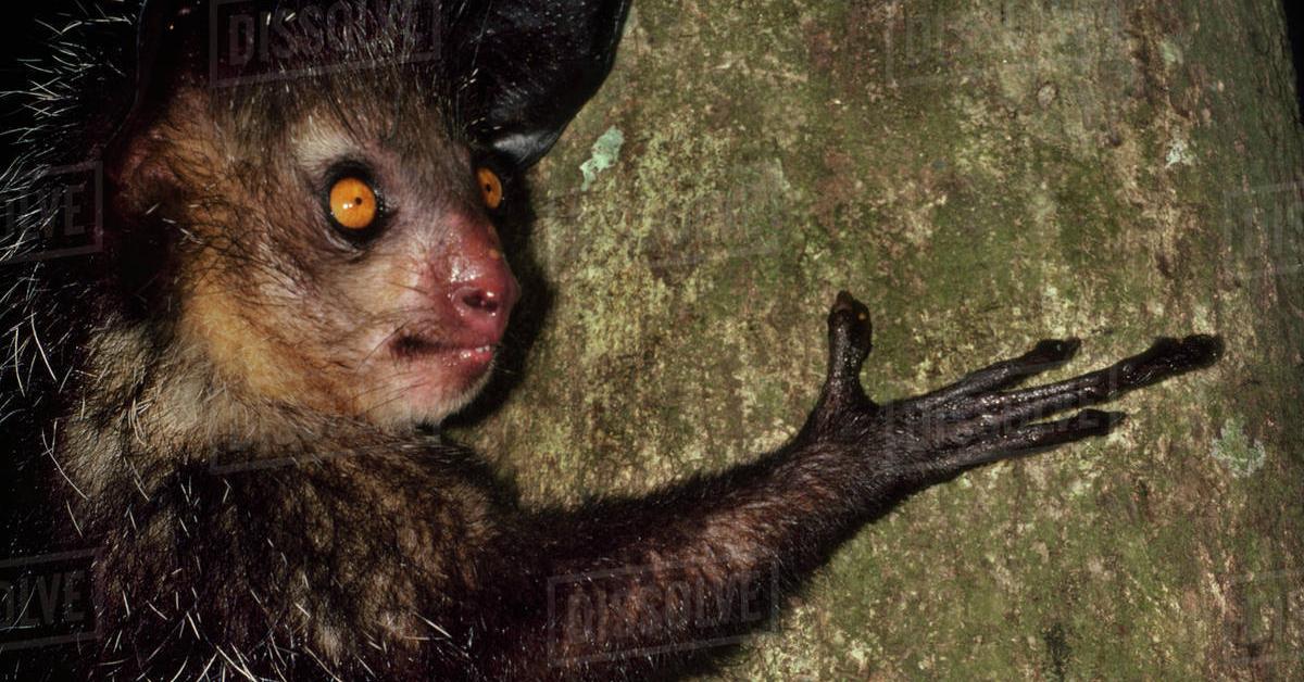 Pictures of Aye-Aye