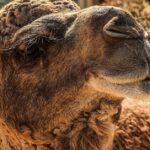 Pictures of Camel