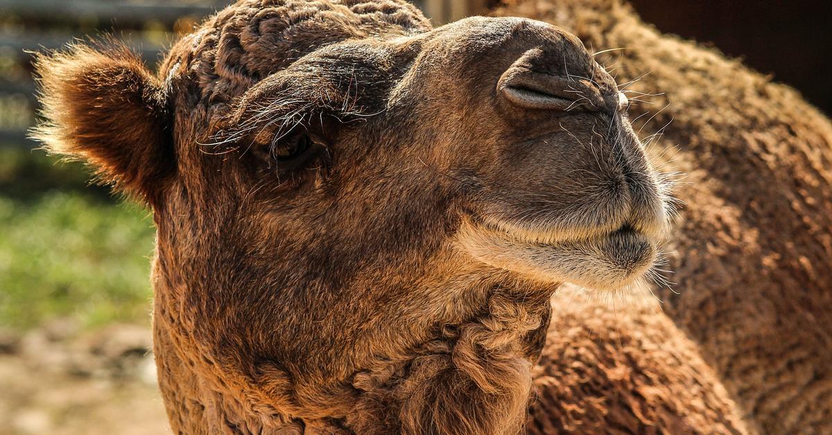 Pictures of Camel