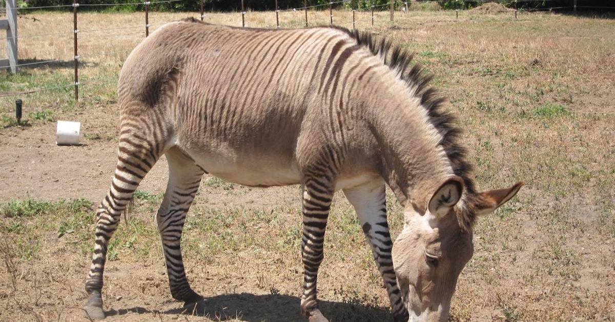 Pictures of Zonkey