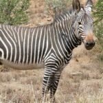 Pictures of Zebra