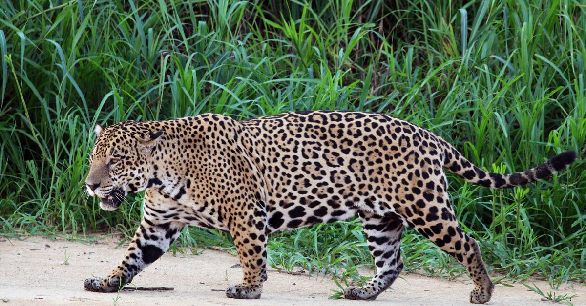 Pictures of Jaguar