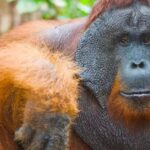 Pictures of Tapanuli Orangutan