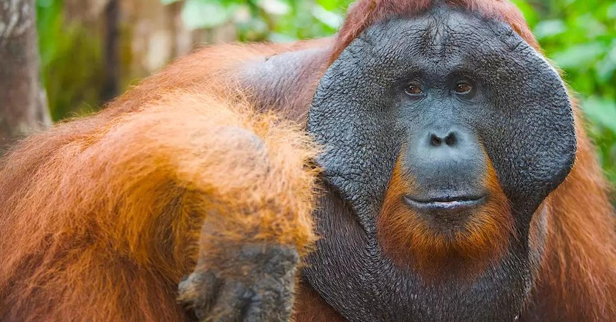 Pictures of Tapanuli Orangutan