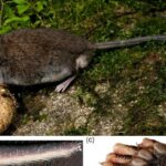 Pictures of Water Vole