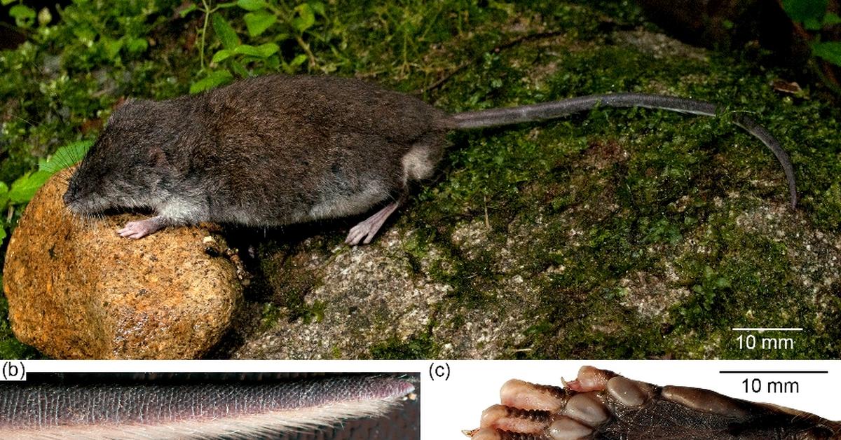 Pictures of Water Vole