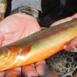 Pictures of Golden Trout