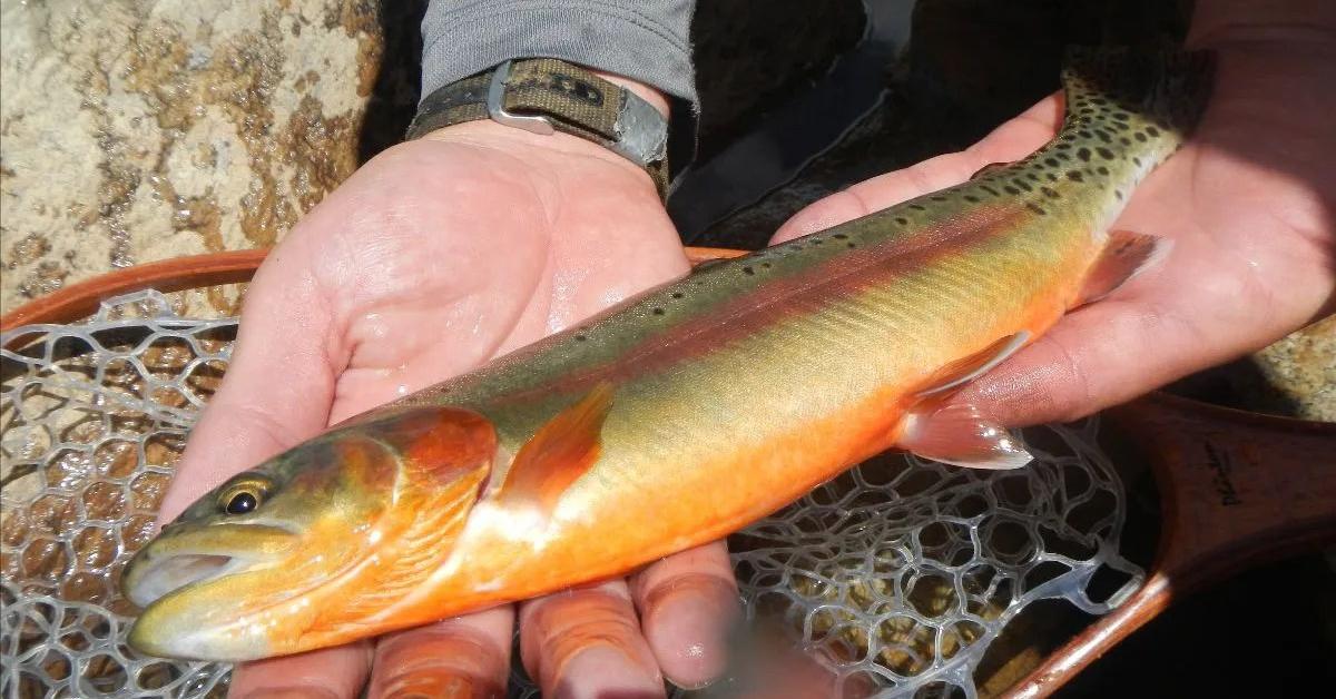 Pictures of Golden Trout