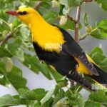 Pictures of Golden Oriole