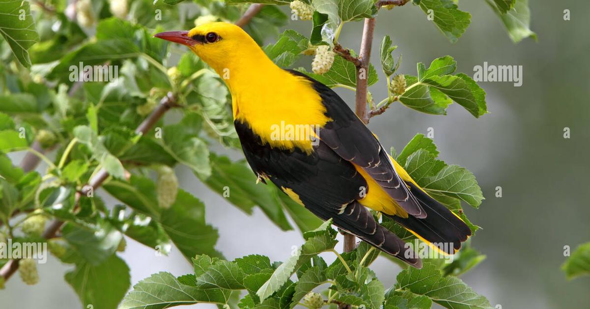 Pictures of Golden Oriole