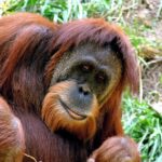 Pictures of Sumatran Orangutan