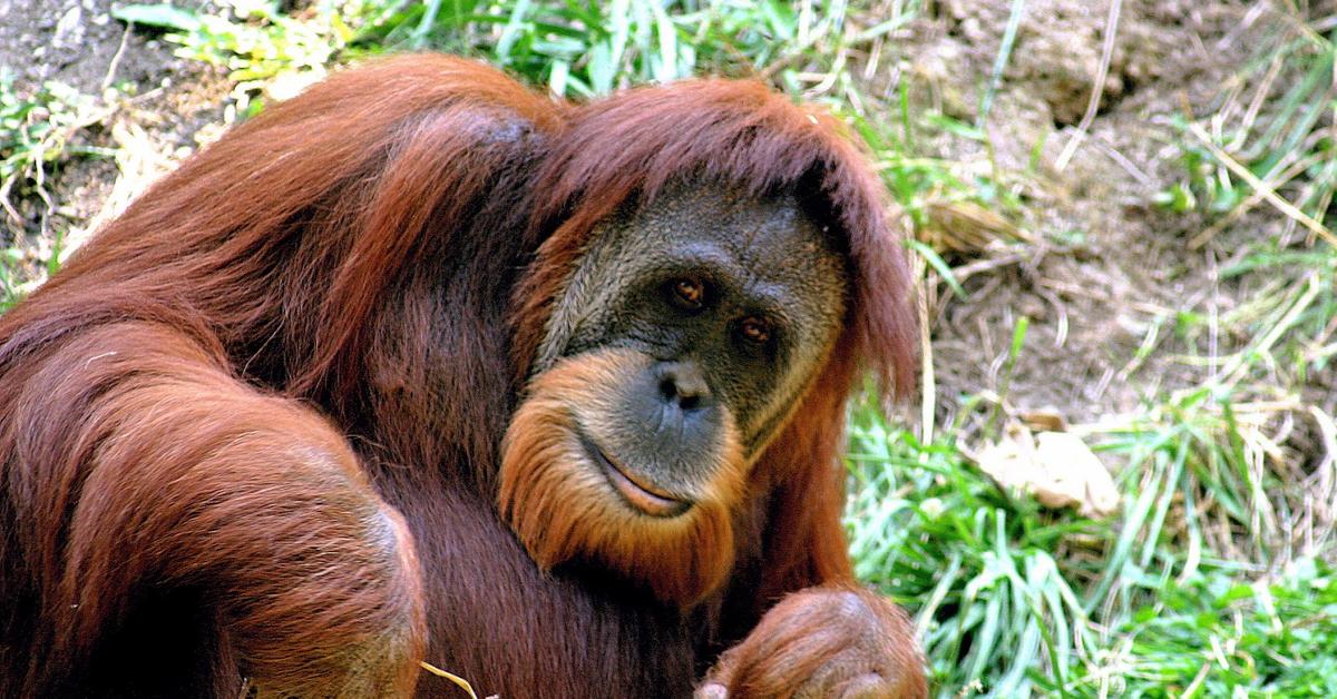 Pictures of Sumatran Orangutan