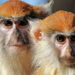 Pictures of Patas Monkey