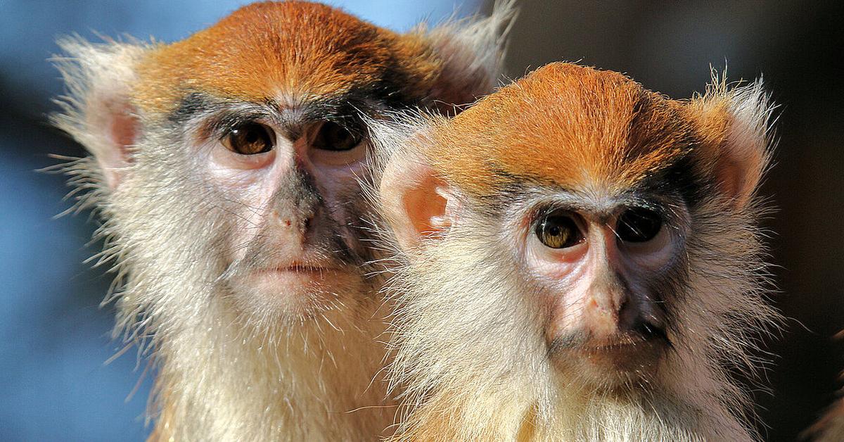 Pictures of Patas Monkey