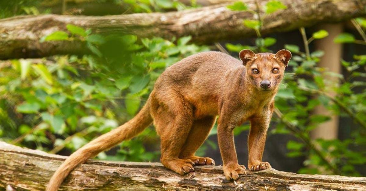 Pictures of Fossa