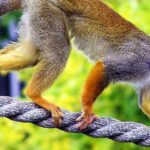 Pictures of Squirrel Monkey