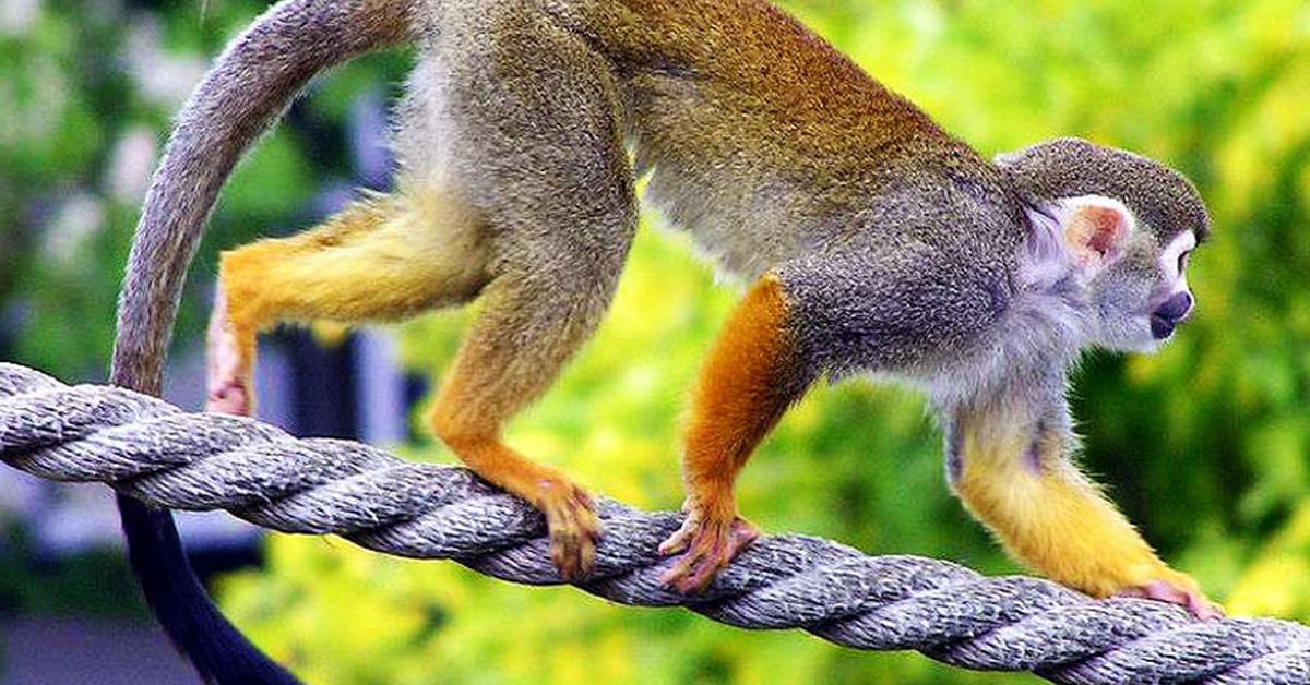 Pictures of Squirrel Monkey