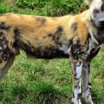 Pictures of African Wild Dog